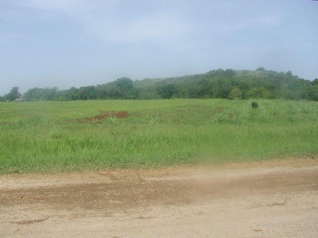 A lone cow in this view to the west.