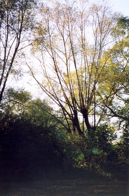 View towards NW from the confluence