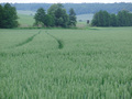 #10: Wheat