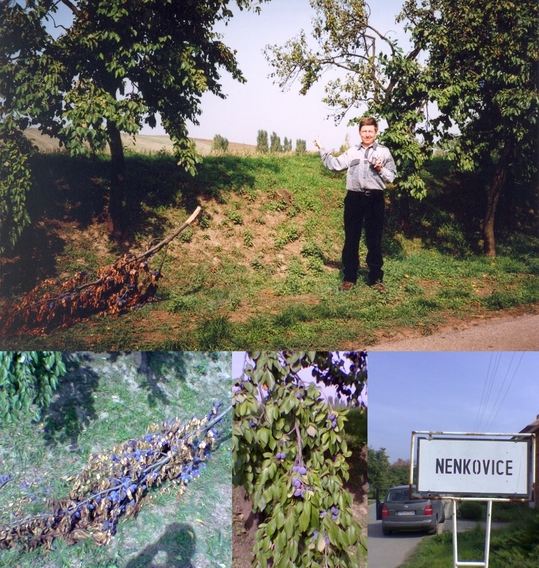 The road from Nenkovice lined with plum trees