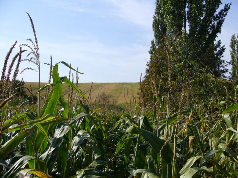 View northwest (note: corn stalks higher than myself!)