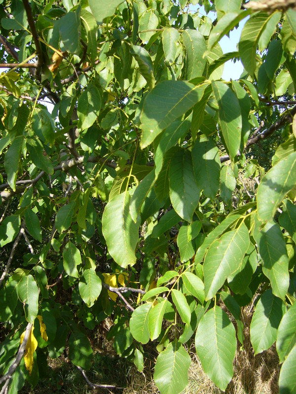 Northeast: walnut tree