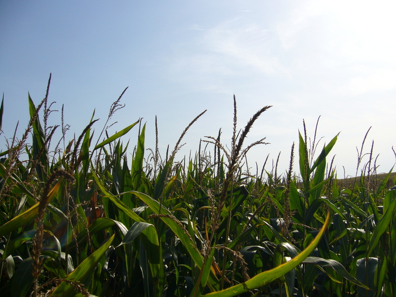 Southwest: corn