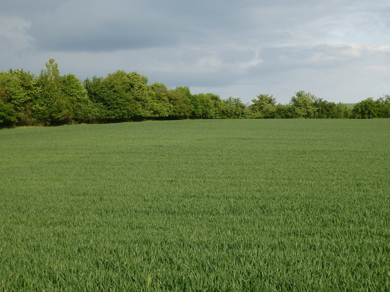 The Confluence from 40 m distance