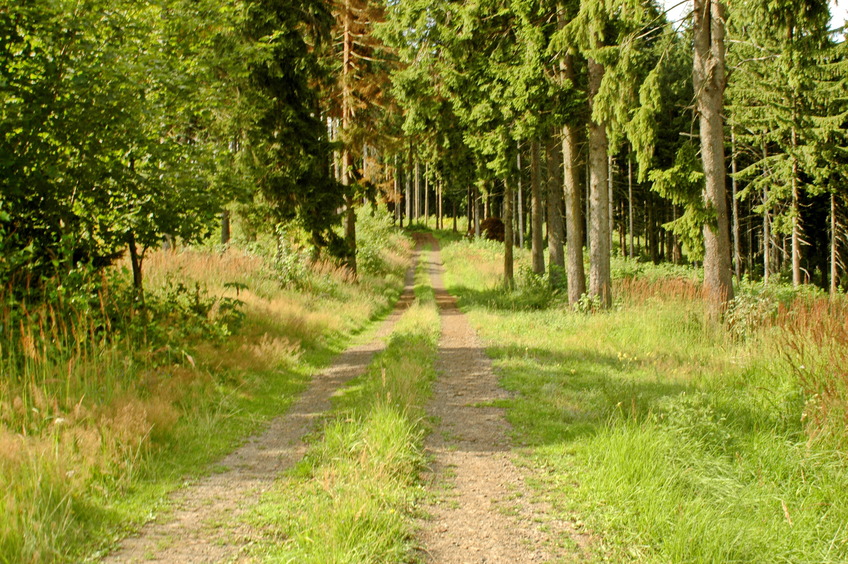 Forest road