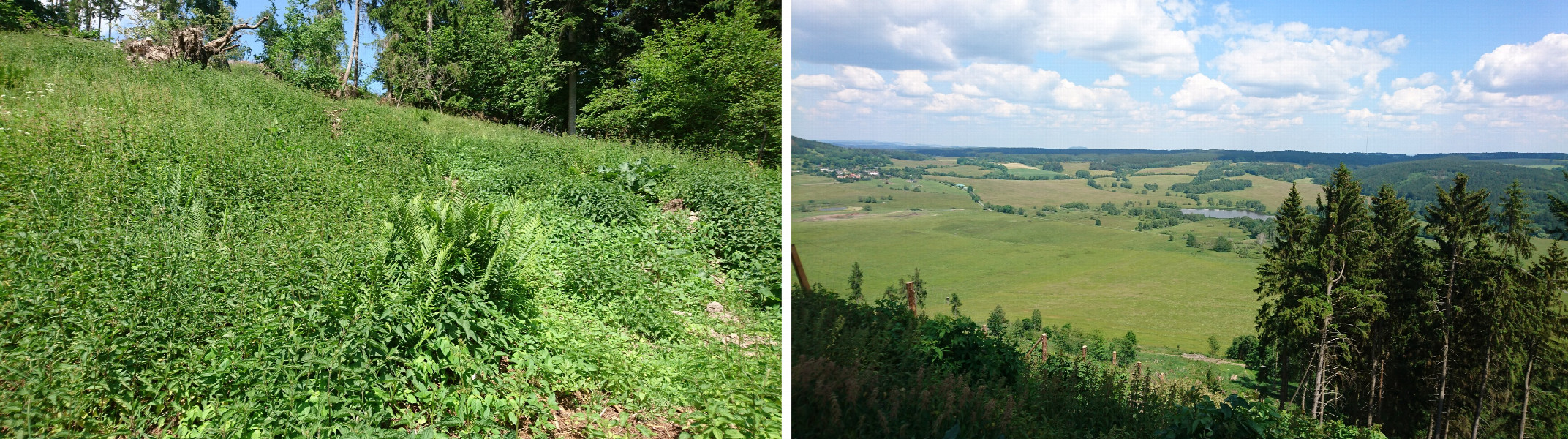 Nettles and view from above