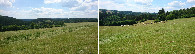 #8: Meadow and sheep