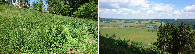 #9: Nettles and view from above