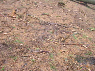 #1: The confluence point lies in a pine forest.  (The marker left by previous visitors can be seen at the top of the photo)