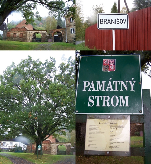 Protected tree in the centre of Branišov