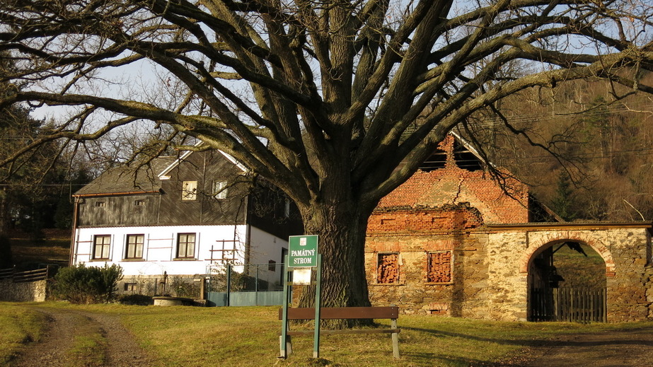 Village tree of Branisov