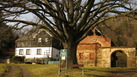 #8: Village tree of Branisov