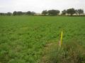 #2: The confluence. The bag with GPSr marks "my" confluence. View to north.