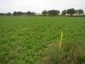 #2: The confluence. The bag with GPSr marks "my" confluence. View to north.