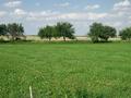 #3: View North – apple trees on the road to Svojšice