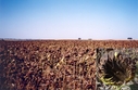 #6: Sunflower field at the other side of the road (view towards NW)
