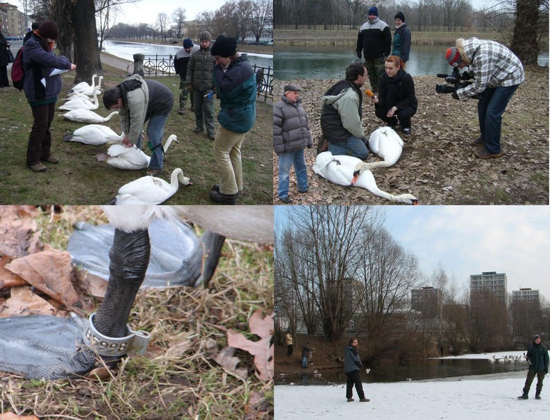 Ringing swan in Hradec Kralove and Pardubice city - Obrączkowanie łabędzi w H.K. i Pardubicach 