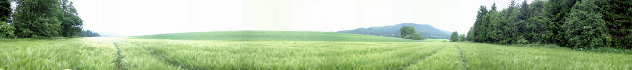 Panorama from east to north out of the barley grain