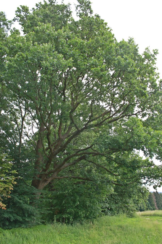 The oak near the confluence / Дуб рядом с конфлюенцией