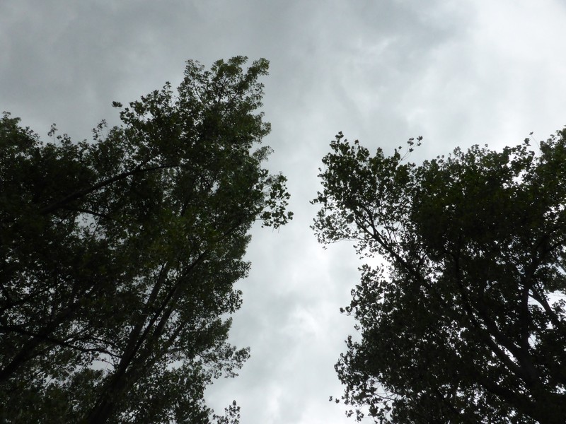 Trees and sky above