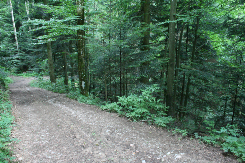 General view - Confluence beside the forestry road