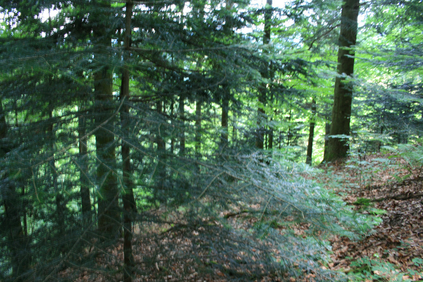 View northward - forest downhill