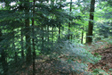 #2: View northward - forest downhill