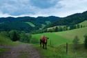 #7: A view of the countryside (including a curious cow) just 200 m or so from the point