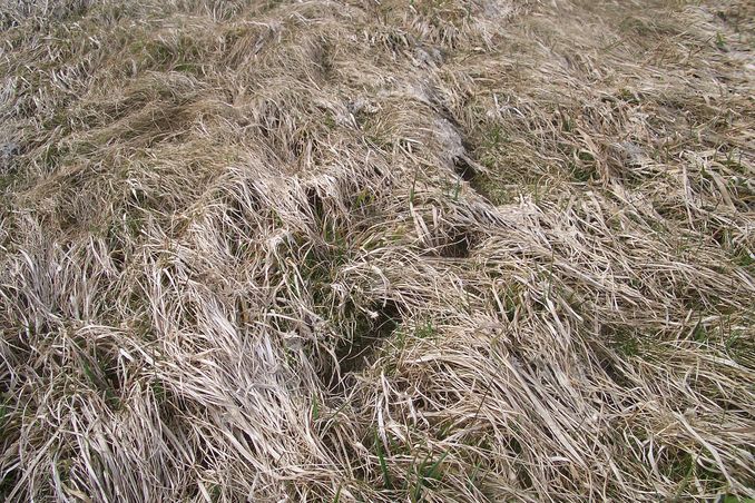 Trace of mouse tunnels under the snow