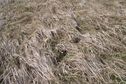 #7: Trace of mouse tunnels under the snow