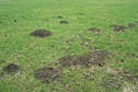 #8: Molehills at the confluence