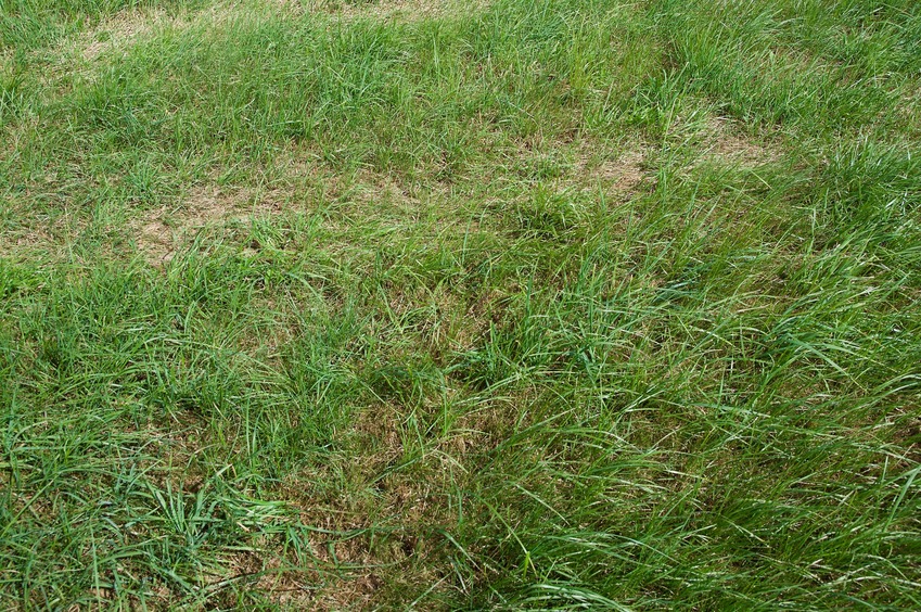 The confluence point lies in a pasture