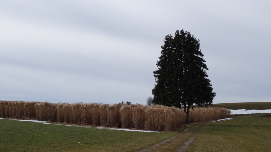 Tree with reed