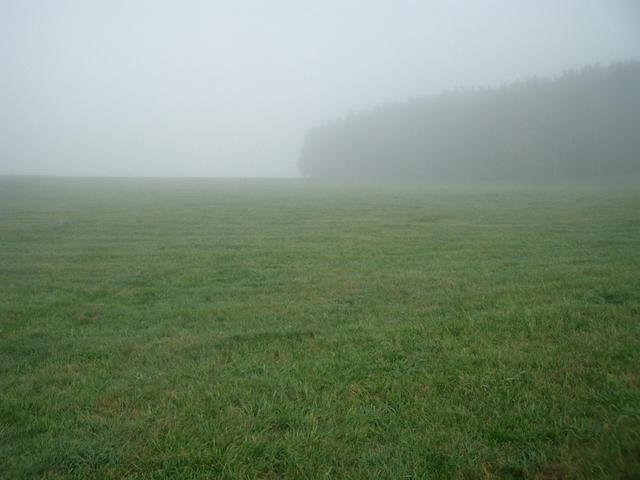 View North: Meadows and a wood