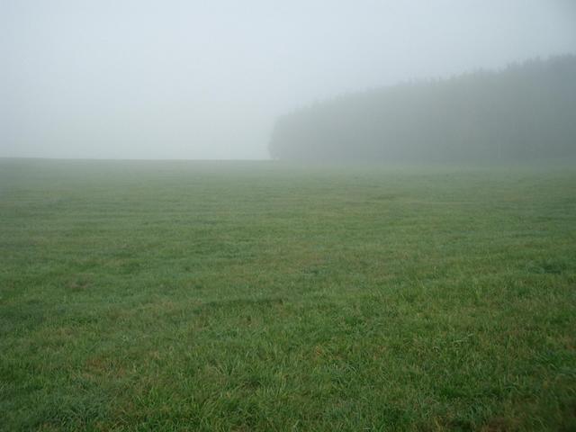 View North: Meadows and a wood