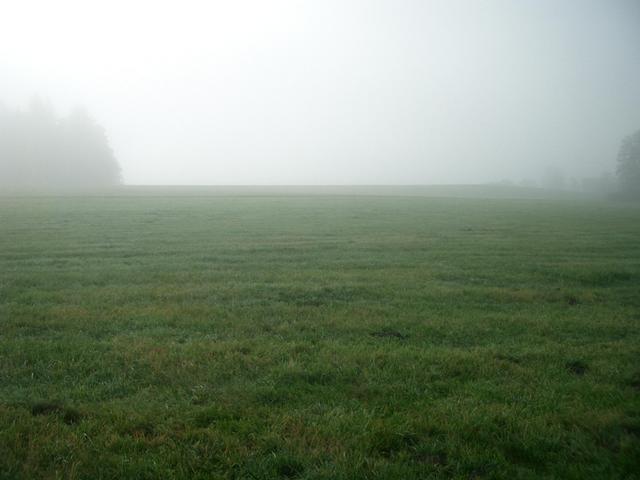 View South: meadows and trees in the mist