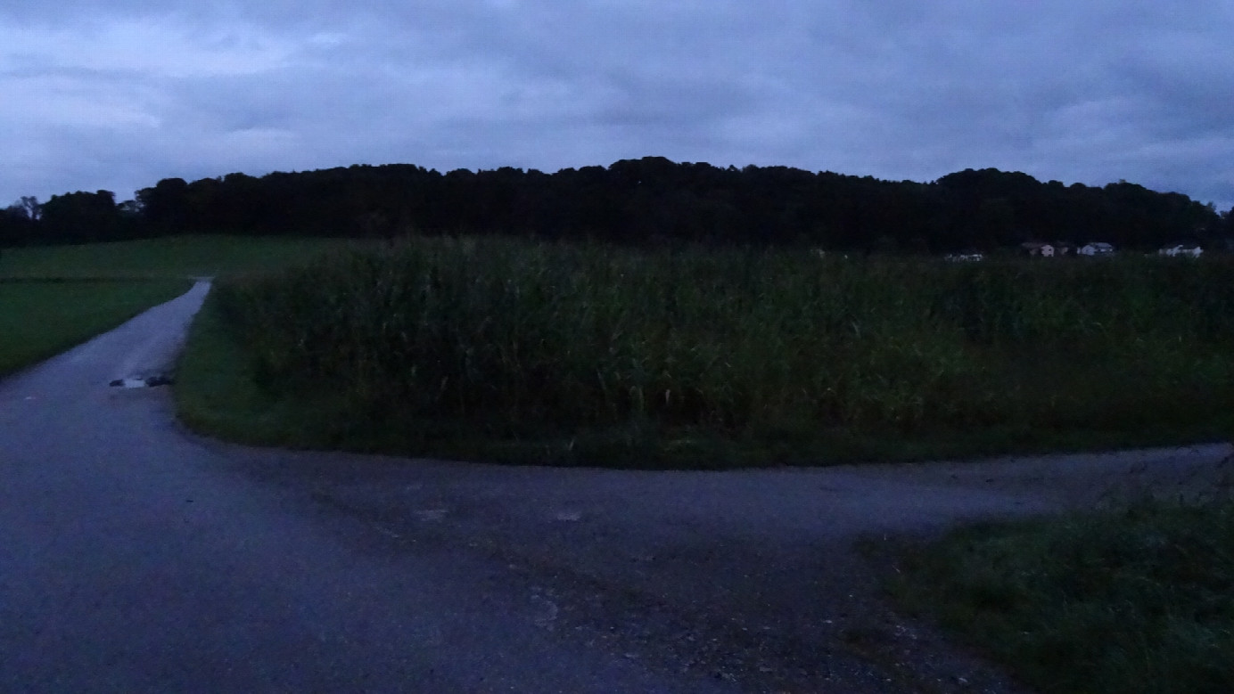 Maize field with CP and view to houses of Aßling