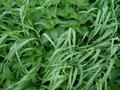 #7: Ground cover near CP
