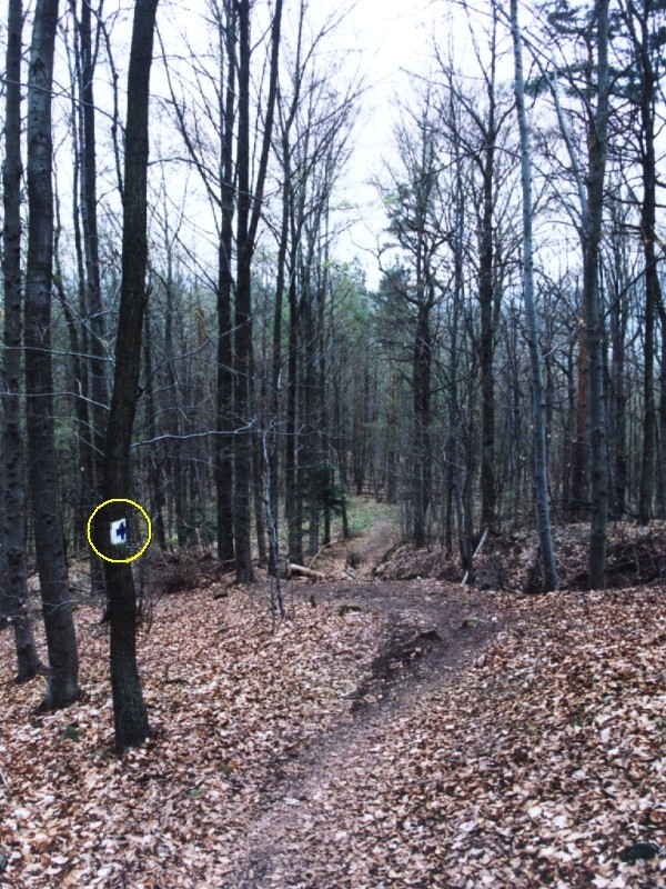 The shorter but steeper path with blue-white markers