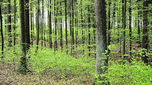 #1: ...den Wald vor lauter Bäumen...