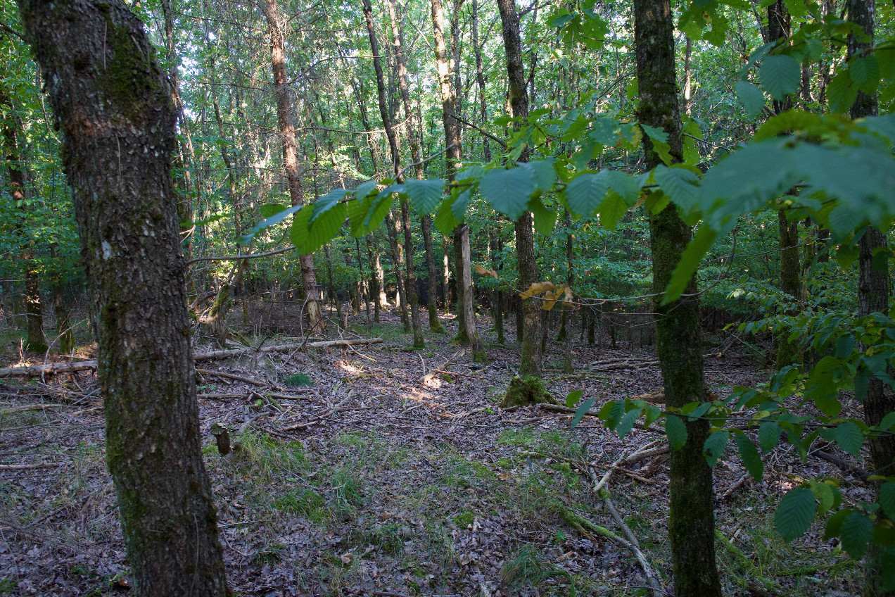View East
