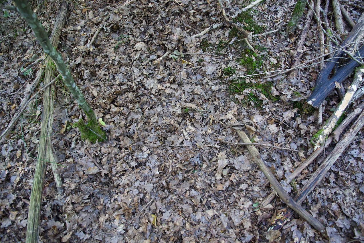 Ground cover at the confluence point