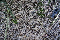 #5: Ground cover at the confluence point