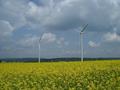 #7: Proceeding towards confluence area: flourishing rape field with wind engines on the Ostalb