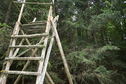 #3: View into the forest - East
