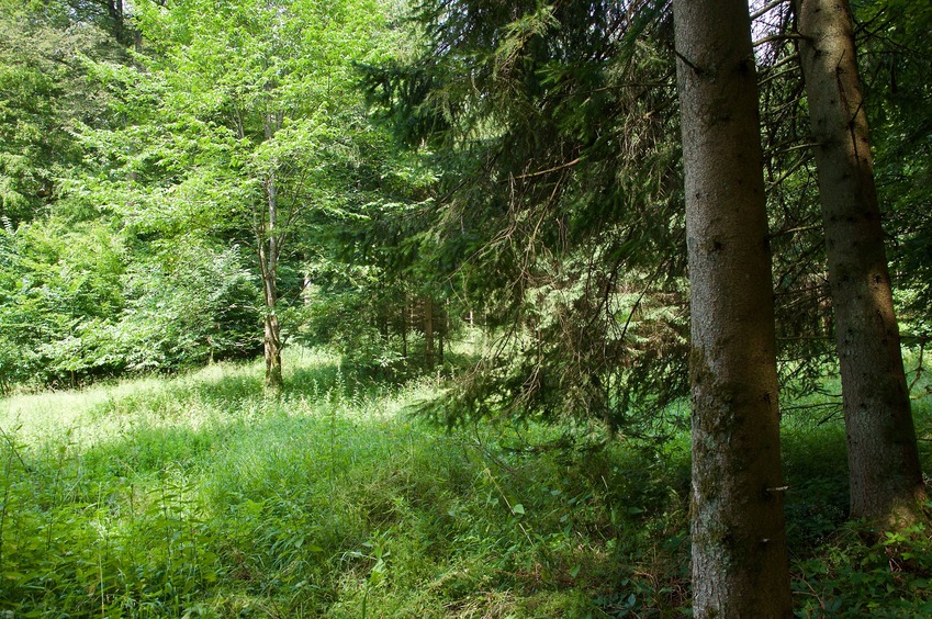 View West (towards a dirt road, just 15m away)