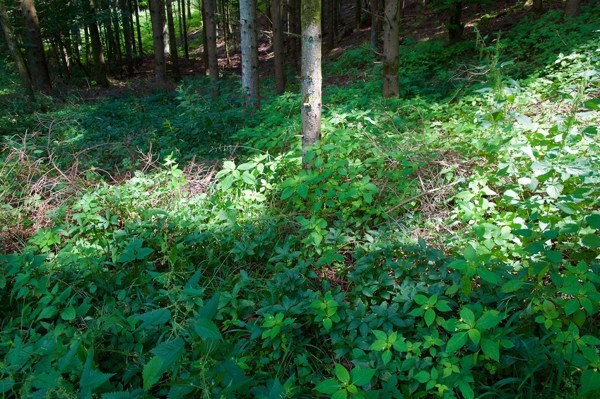 The confluence point lies in a forest, just 15m east of a dirt road