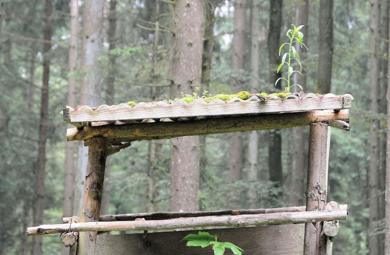 Die Natur hohlt sich es zurück