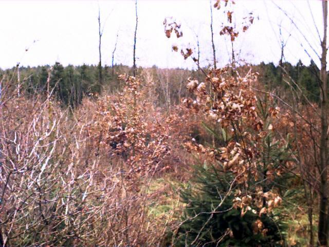 Degree Confluence - View to north