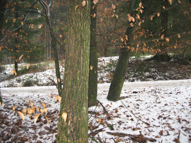 view south